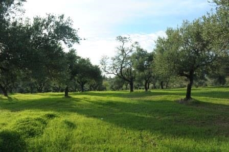 (Verkauf) Nutzbares Land Ausserhalb des Flächennutzungsplans || Evoia/Eretreia - 20.000 m², 1.500.000€ 